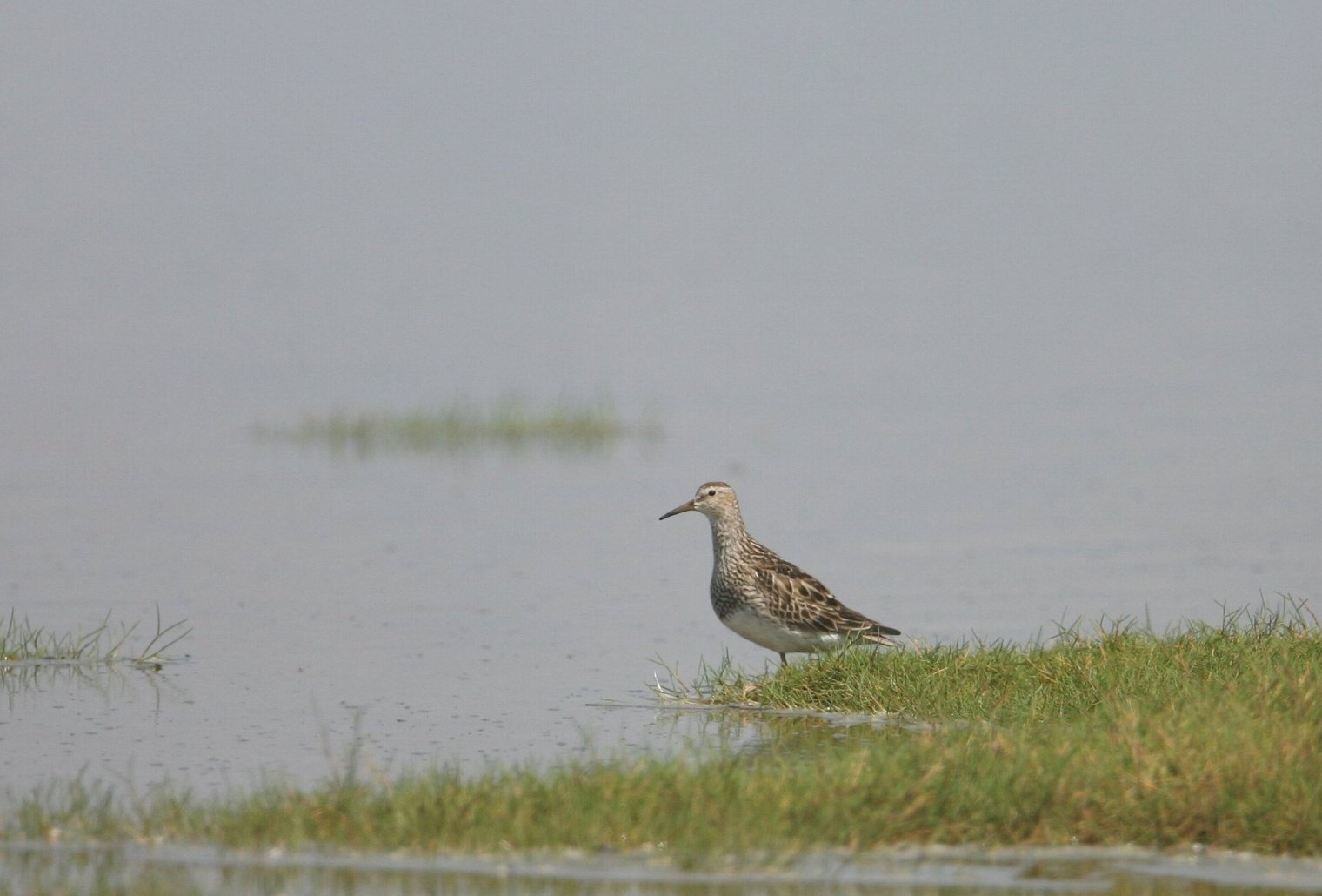 Stribet Ryle (Calidris melanotos)