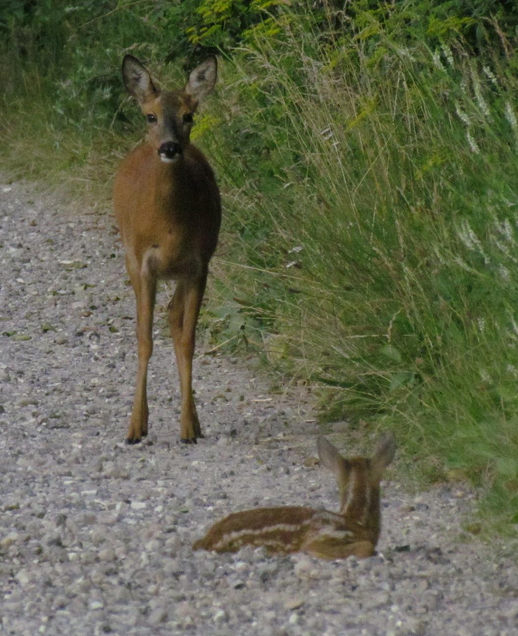 Rådyr - Observation NB-1033462 - Naturbasen