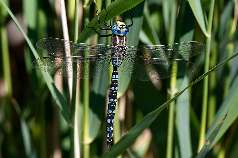 Baltisk Mosaikguldsmed (Aeshna serrata)