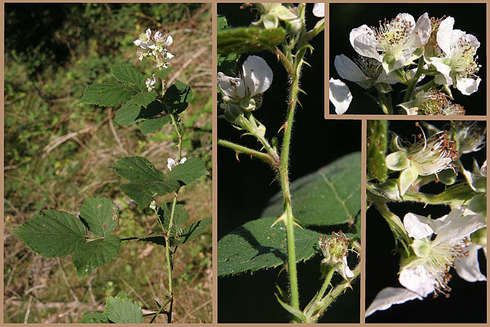 Nordvestjysk Brombær (Rubus septentrionalis)