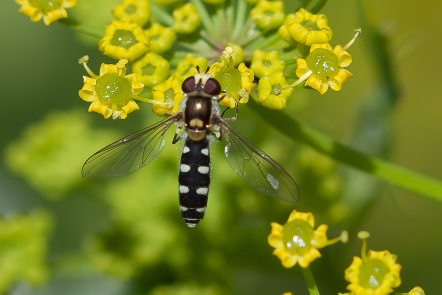 Plettet Svirreflue (Meligramma guttata)