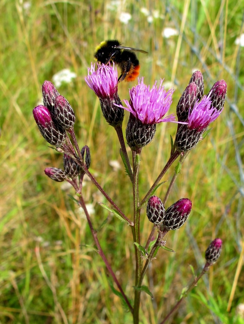 Eng-Skær (Serratula tinctoria)