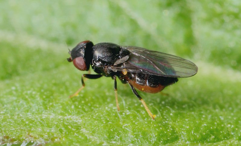 Calamoncosis sp. (Calamoncosis sp.)