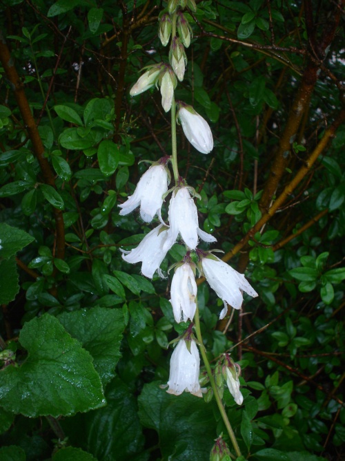 Hjertebladet Klokke (Campanula alliariifolia)