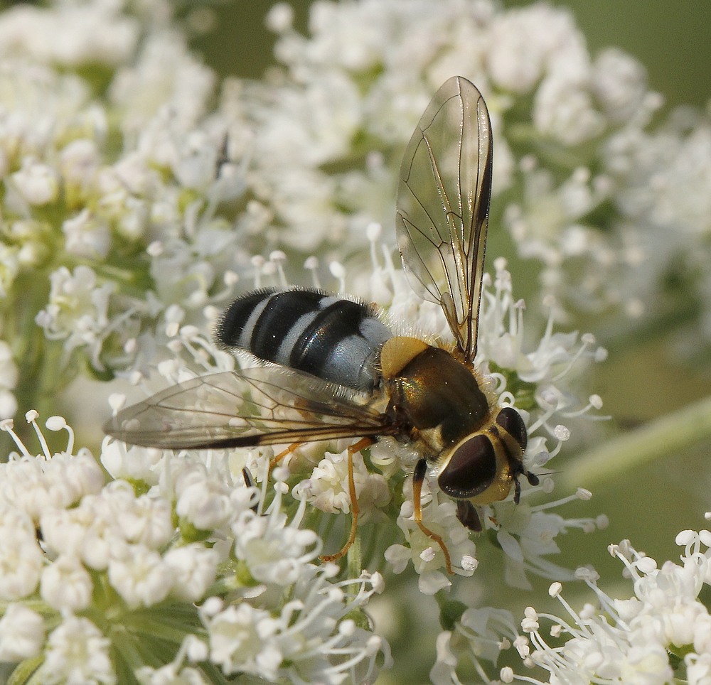Blåplettet Svirreflue (Leucozona glaucia)