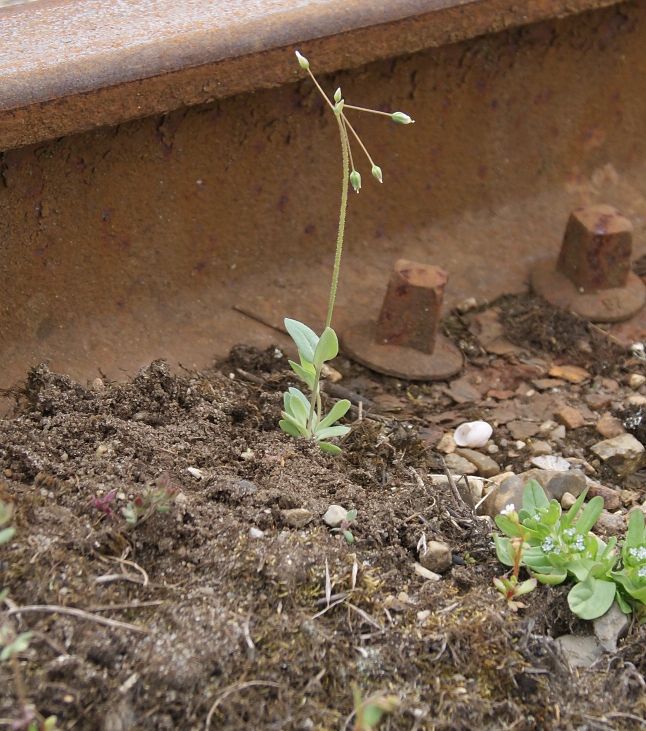 Skærmarve (Holosteum umbellatum)