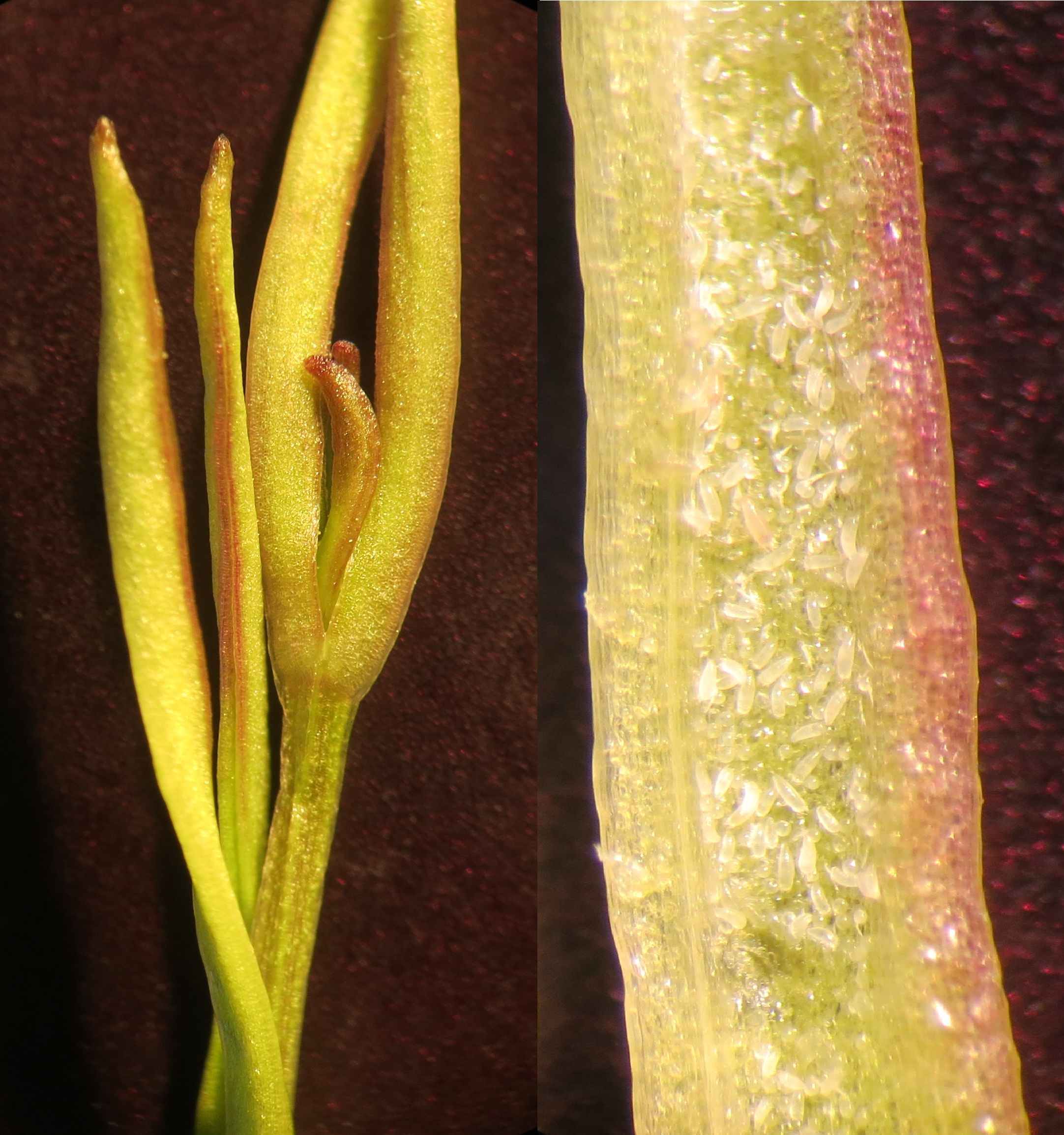 Cecidophyopsis atrichus (Cecidophyopsis atrichus)