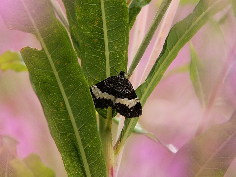 Sørgemåler (Spargania luctuata)