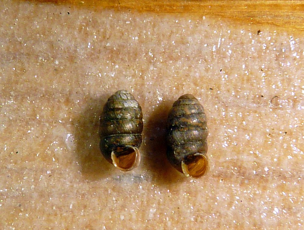 Pupilla pratensis (Pupilla pratensis)