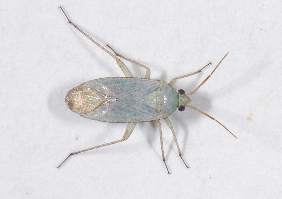 Blåhatblomstertæge (Placochilus seladonicus)