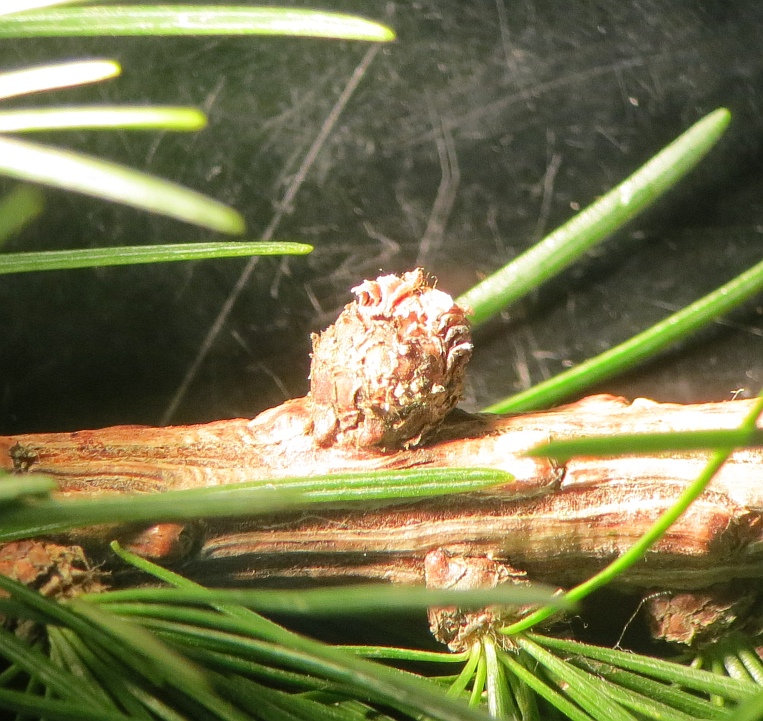 Lærkegalmyg (Dasineura kellneri)