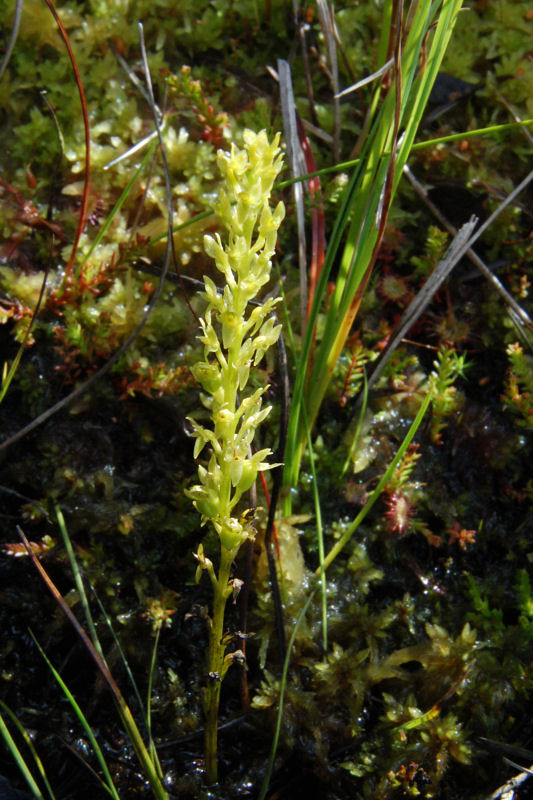 Hjertelæbe (Hammarbya paludosa)