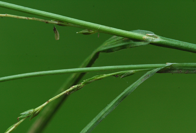 Tyndakset Star (Carex strigosa)