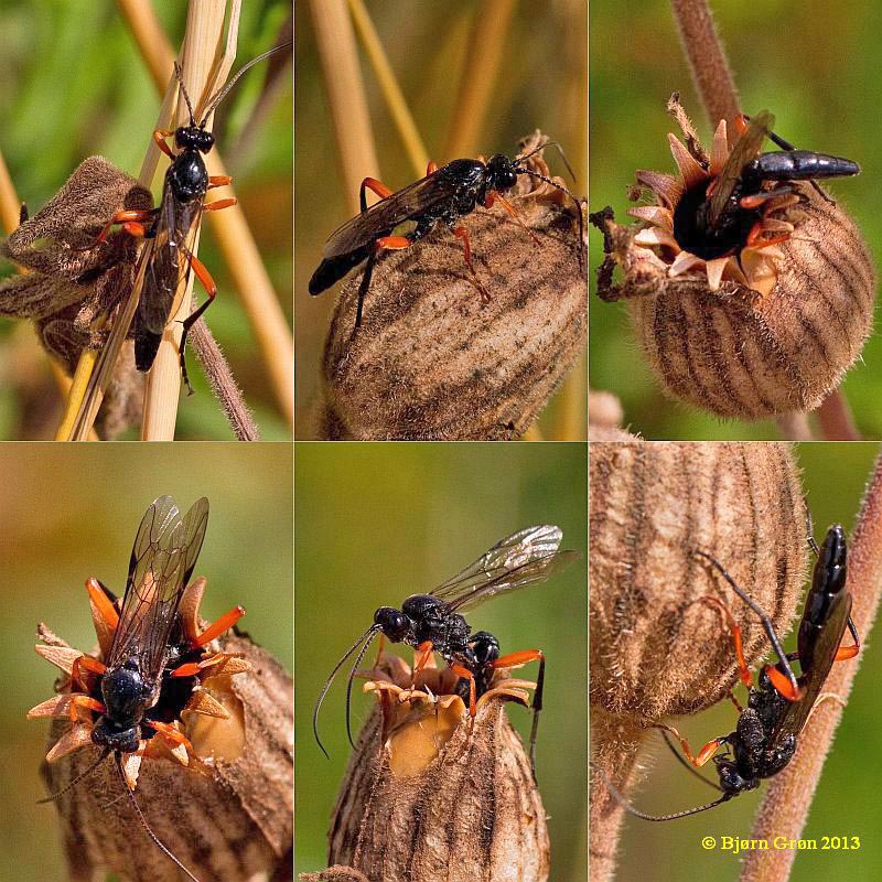 Eurylabus tristis (Eurylabus tristis)