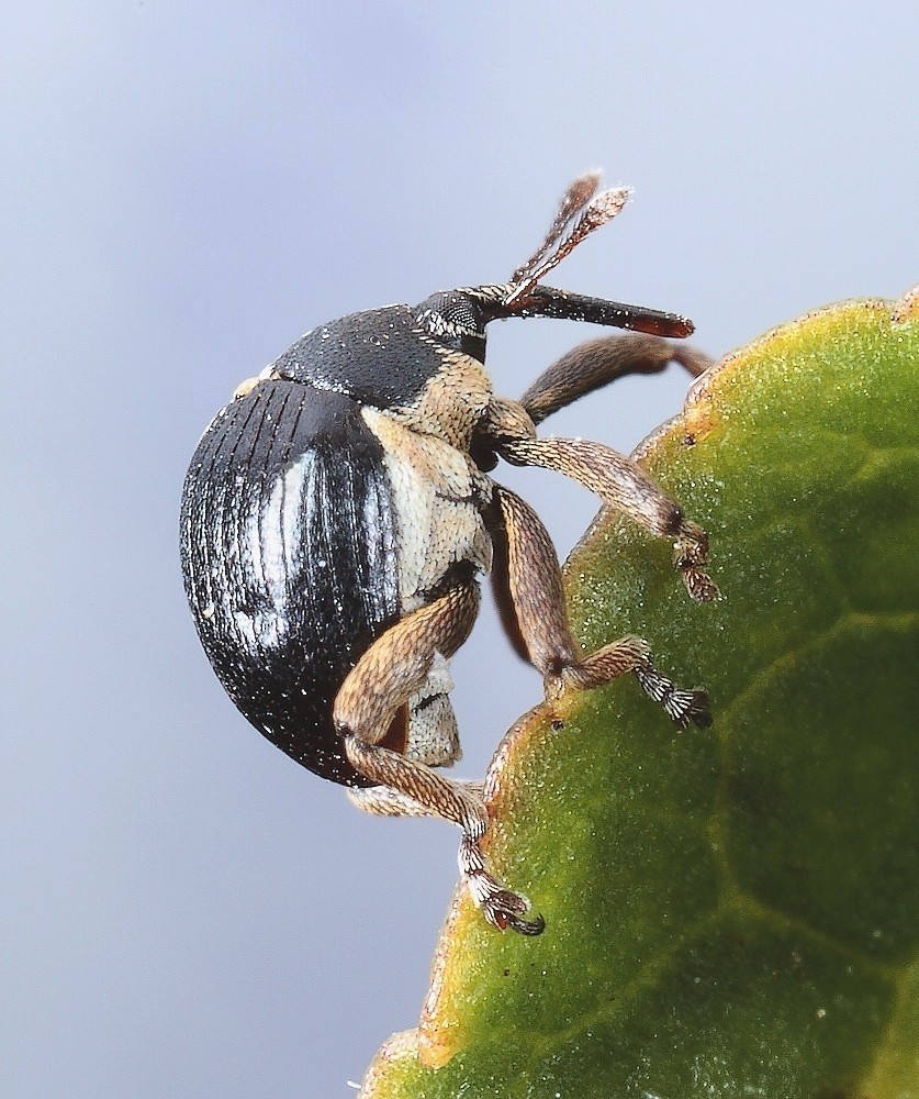 Violsnudebille (Orobitis cyaneus)