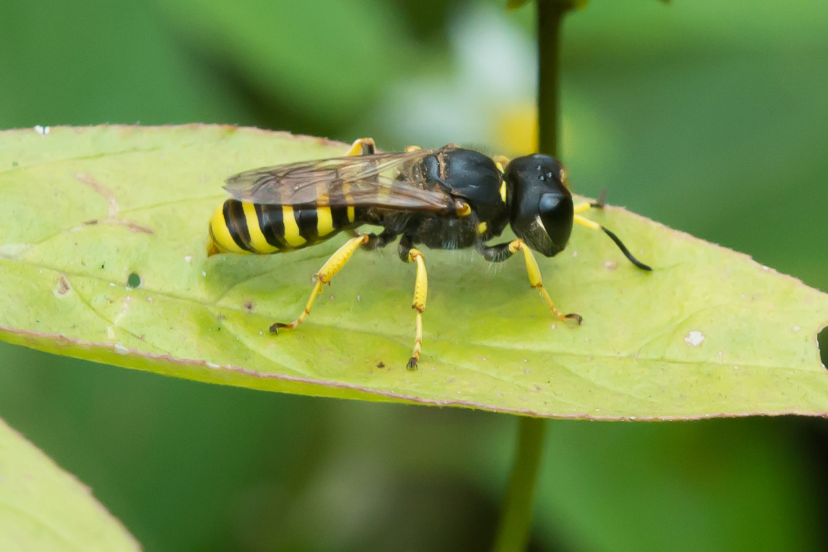 Ectemnius sexcinctus (Ectemnius sexcinctus)