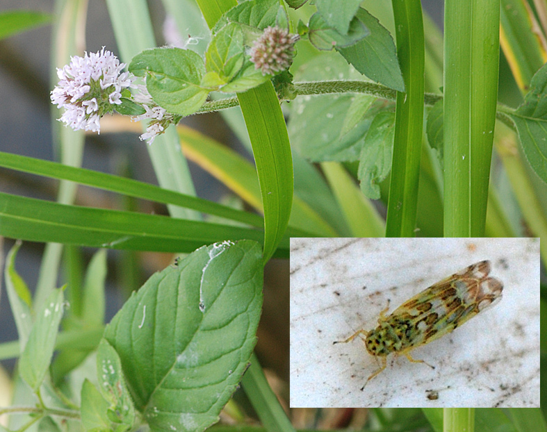 Eupteryx thoulessi (Eupteryx thoulessi)