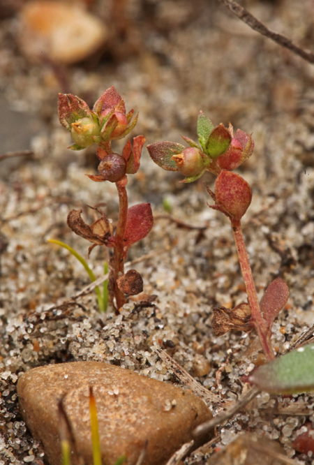 Knudearve (Lysimachia minima)