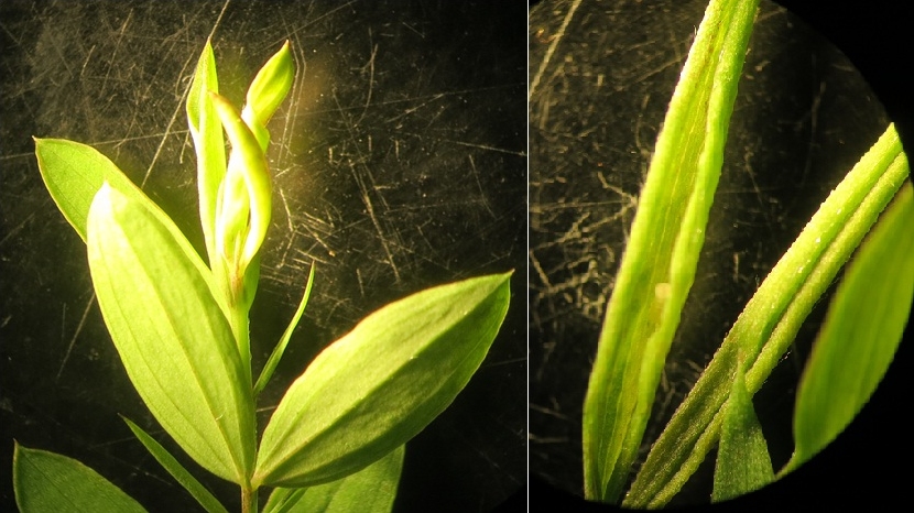 Jaapiella volvens (Jaapiella volvens)