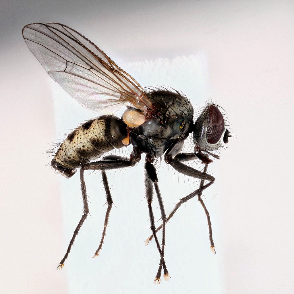 Spilogona biseriata (Spilogona biseriata)