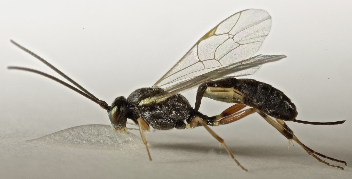 Diadegma sp. (Diadegma sp.)