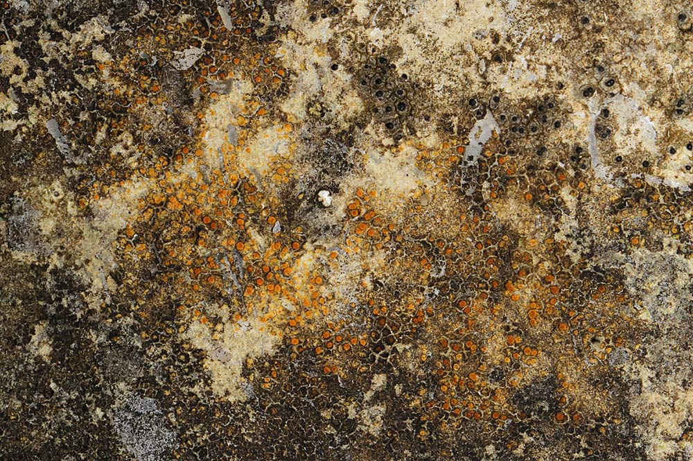 Caloplaca polycarpa (Caloplaca polycarpa)