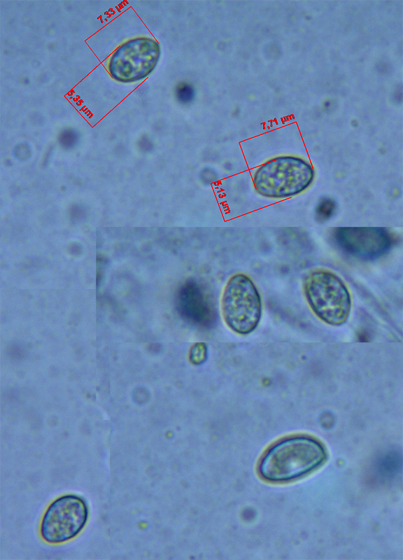 Mandelsporet Muslingesvamp (Crepidotus subverrucisporus)
