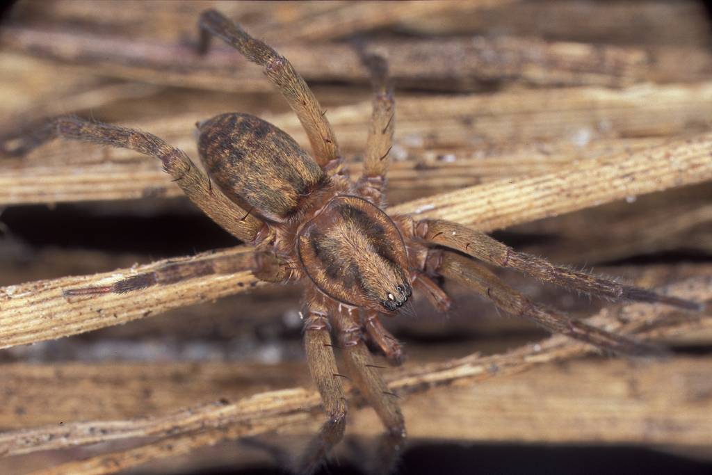 Agroeca lusatica (Agroeca lusatica)