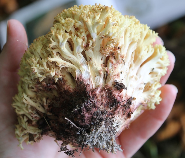 Blodplettet Koralsvamp (Ramaria sanguinea)