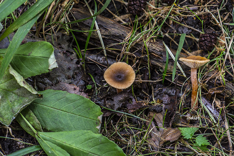 Mørkøjet Mælkehat (Lactarius cyathuliformis)