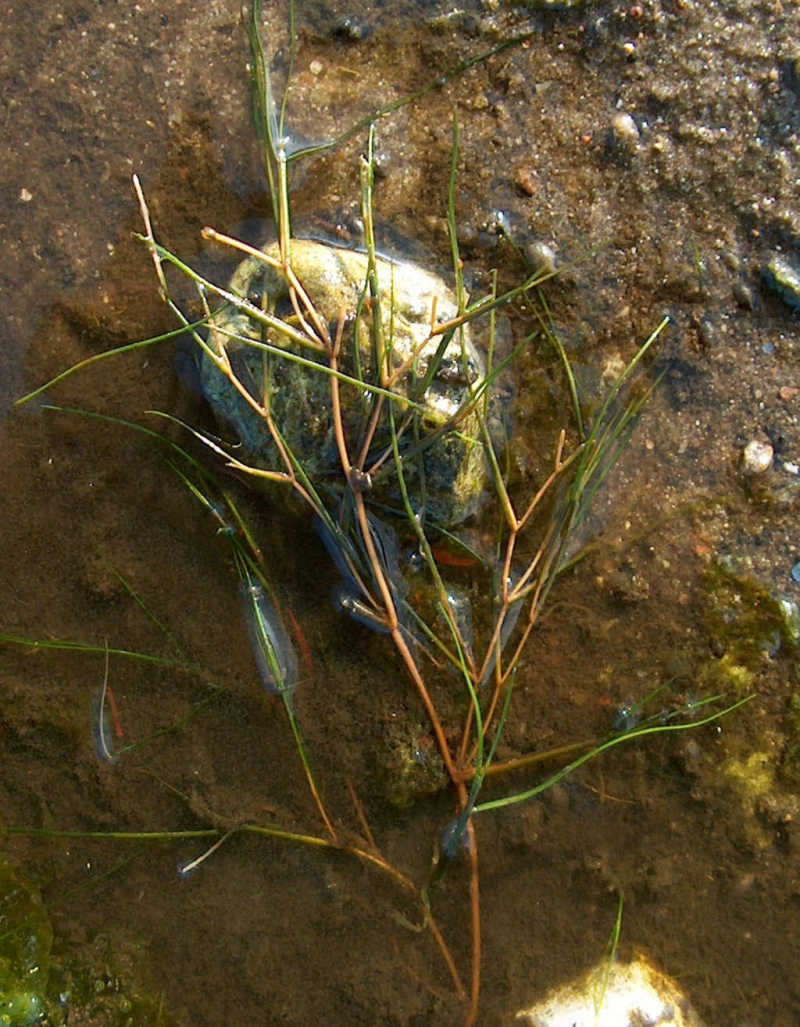 Børstebladet Vandaks (Stuckenia pectinata)
