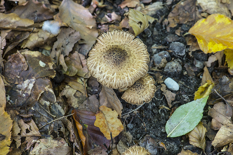 Inocybe erinaceomorpha (Inocybe erinaceomorpha)