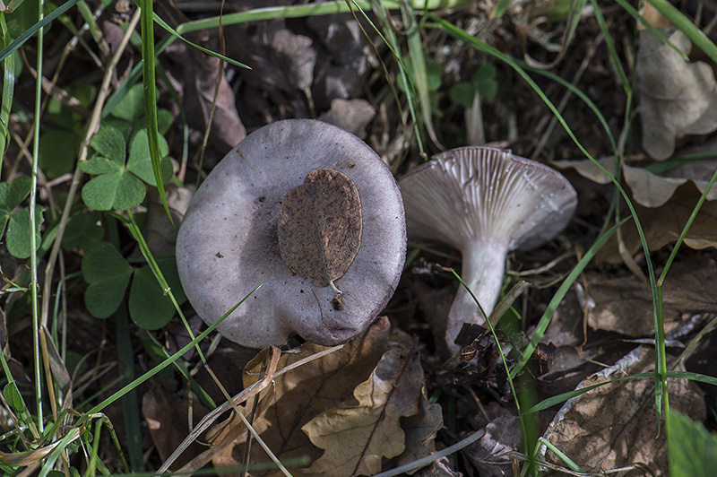 Violetbrun Mælkehat (Lactarius luridus)