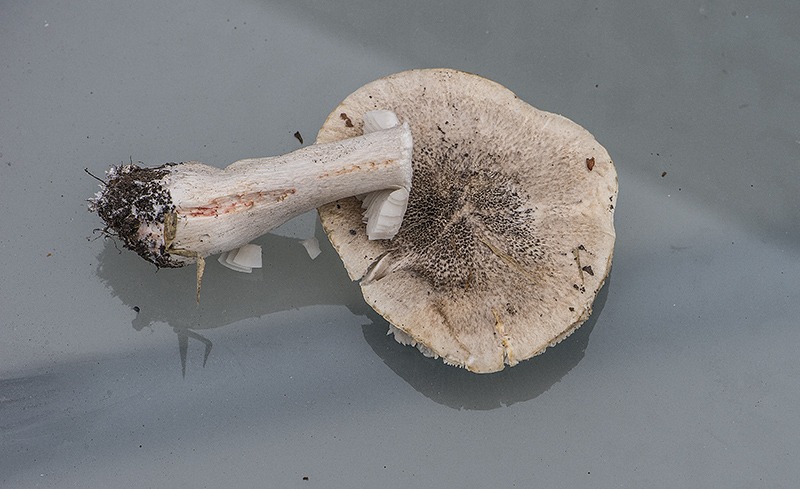 Rødfodet Ridderhat (Tricholoma basirubens)