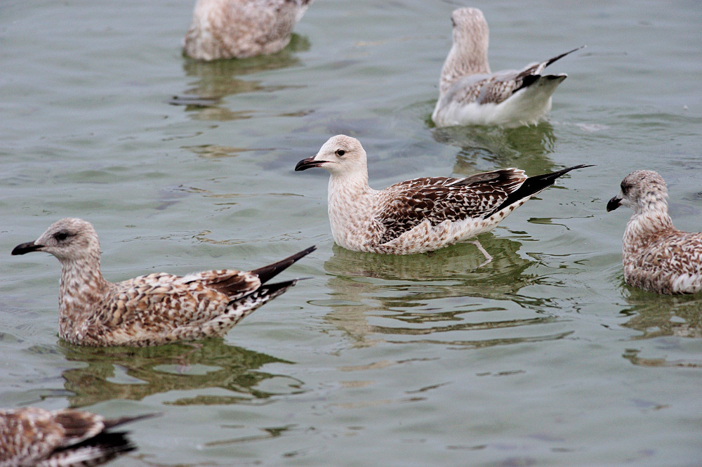 Sibirisk Måge (Larus fuscus heuglini)