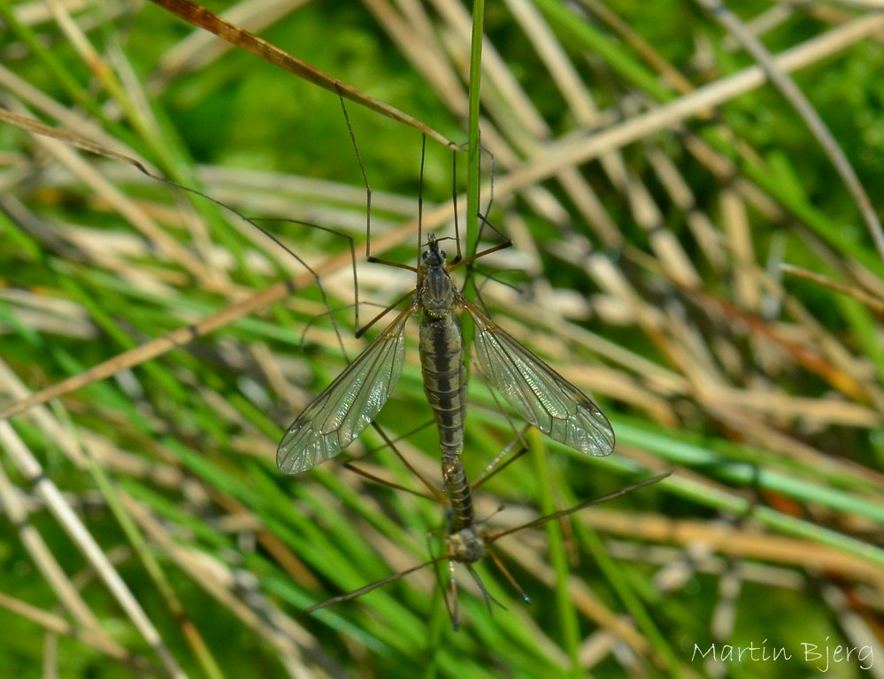 Prionocera pubescens (Prionocera pubescens)