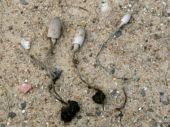 Småknoldet Blækhat (Coprinus tuberosus)