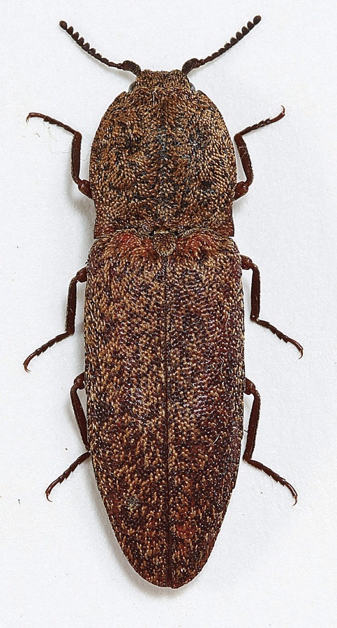 Lacon lepidopterus (Lacon lepidopterus)