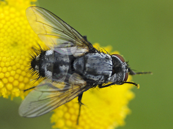 Eumea mitis (Eumea mitis)