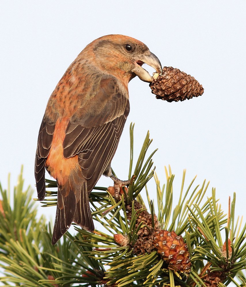 Lille/Stor Korsnæb (Loxia curvirostra/pytyopsittacus)