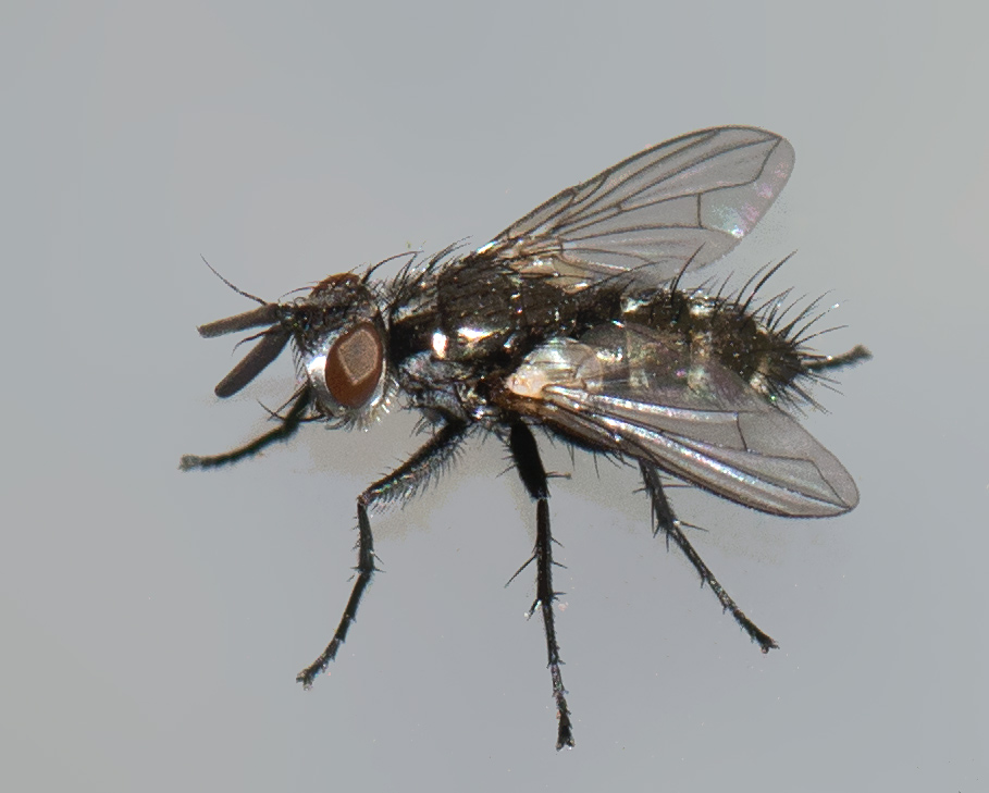 Admontia blanda (Admontia blanda)