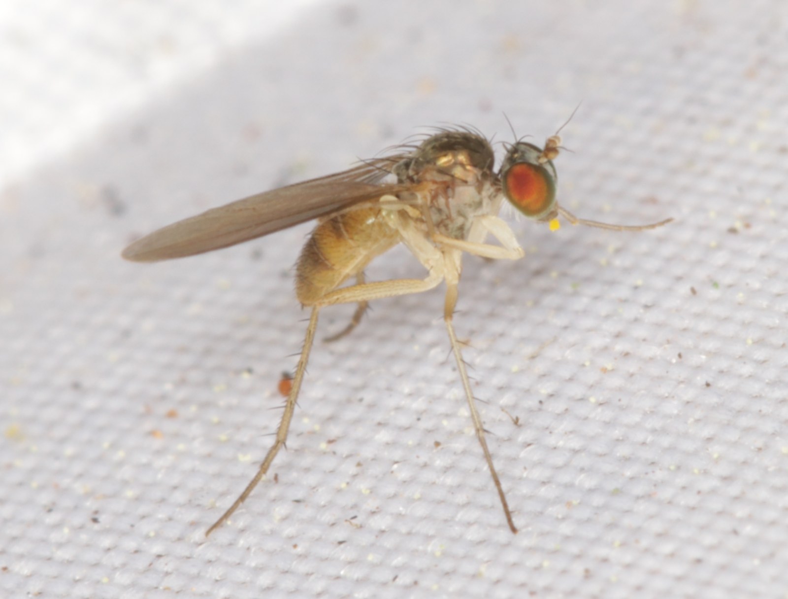 Syntormon bicolorellum (Syntormon bicolorellum)