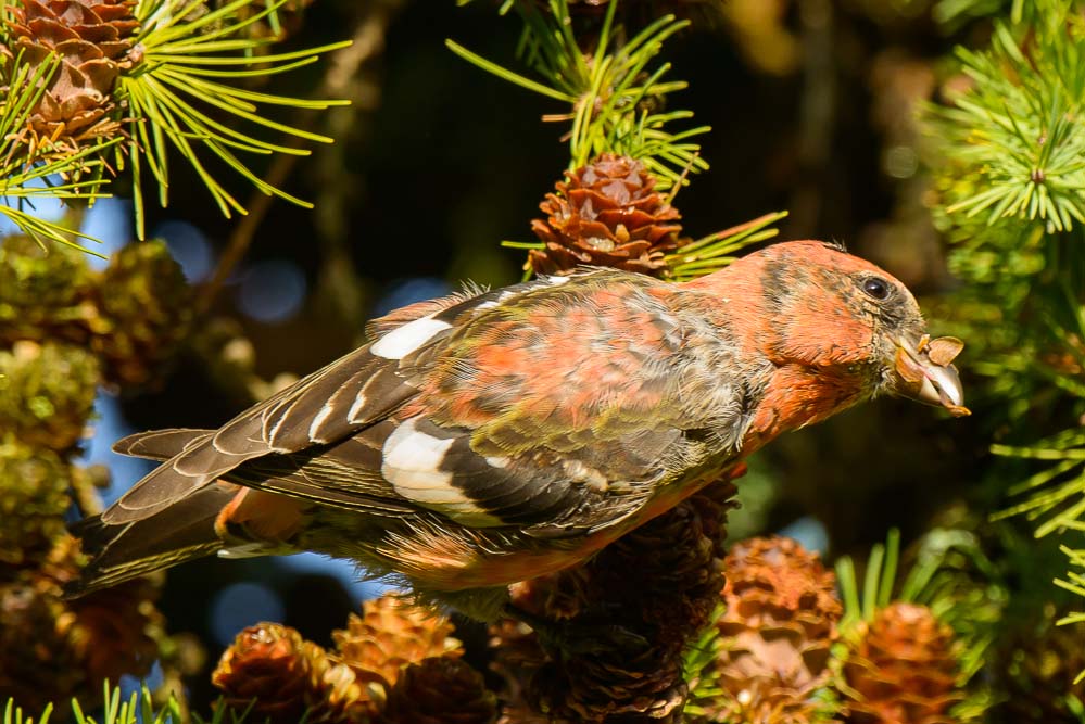 Hvidvinget Korsnæb (Loxia leucoptera)