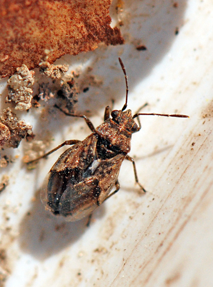 Bynkefrøtæge (Nysius graminicola)