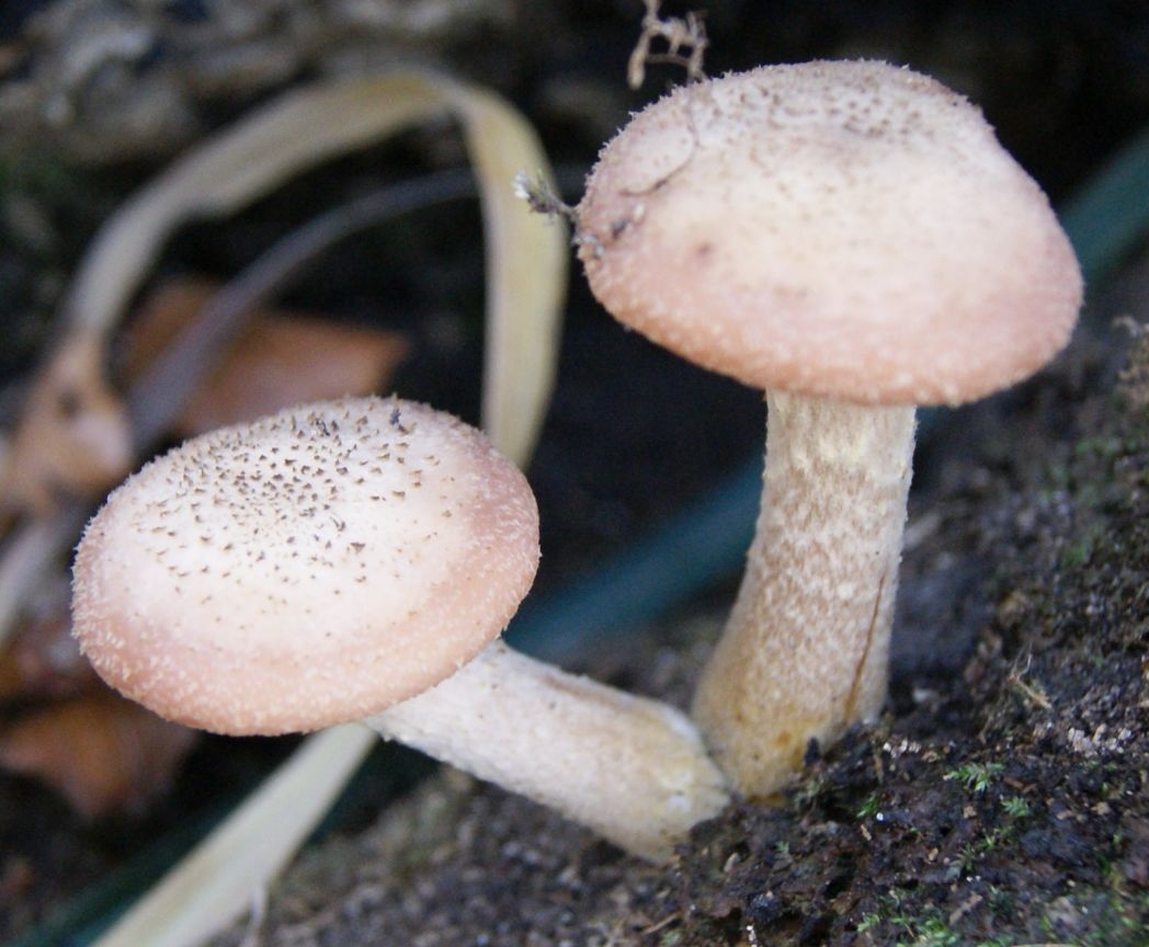 Armillaria cepistipes (Armillaria cepistipes)