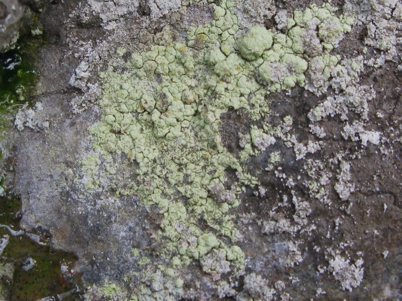 Caloplaca limonia (Caloplaca limonia)