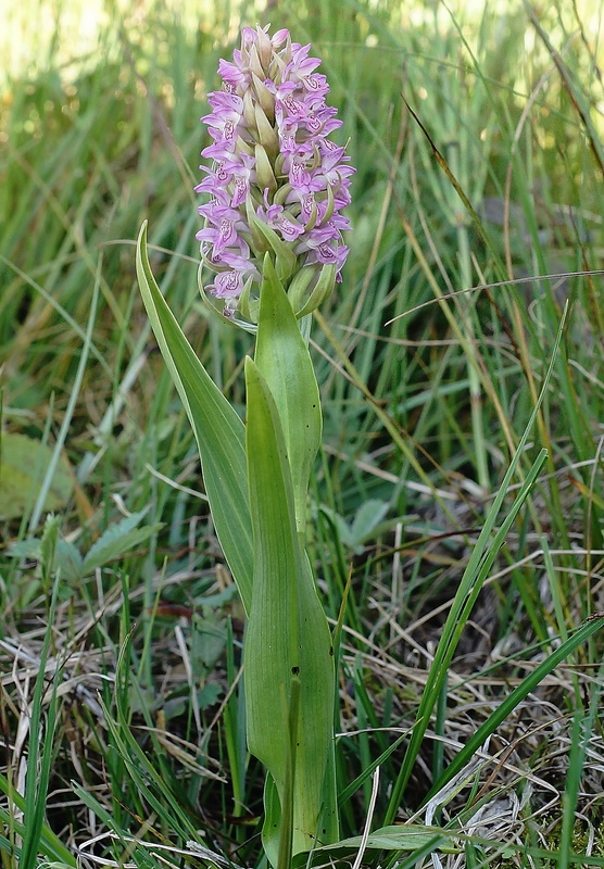 Klit-Gøgeurt (Dactylorhiza incarnata ssp. lobelii)