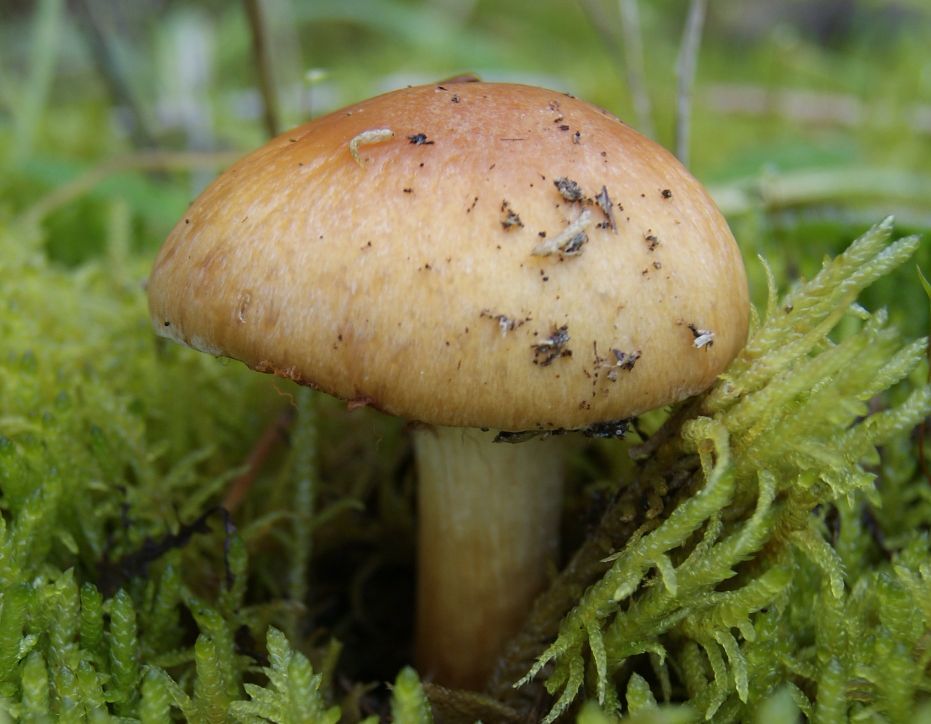 Honning-Slørhat (Cortinarius multiformis)