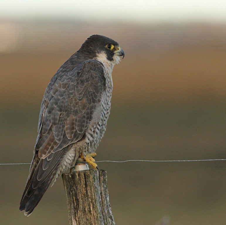 Vandrefalk - Observation NB-1122489 - Naturbasen