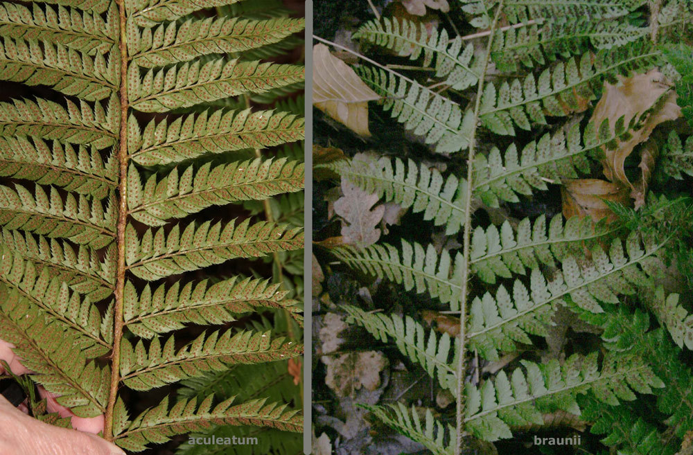 Håret Skjoldbregne (Polystichum braunii)